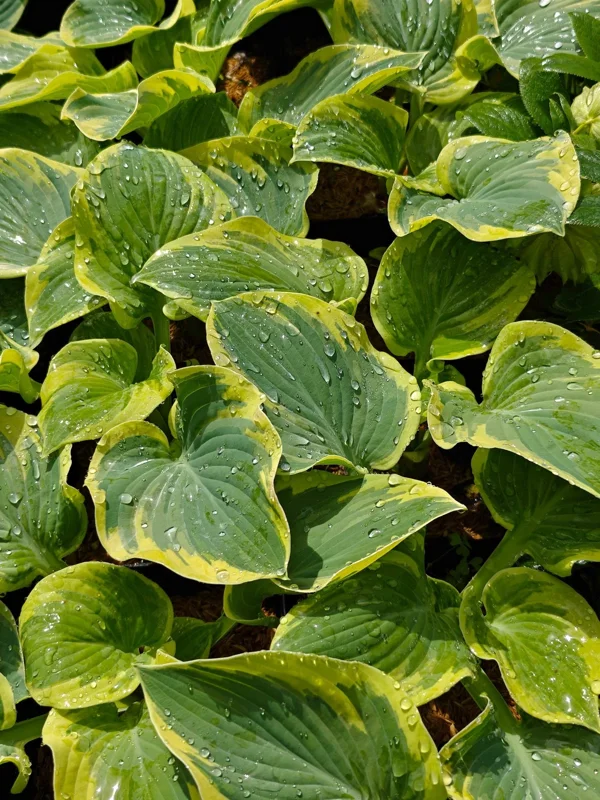 Hosta Breakwater Live Plant – 5.25 inch Pot – Well Rooted Perennial Shade Hosta Breakwater Live Plant – 5.25 inch Pot – Well Rooted Perennial Shade - Image 1
