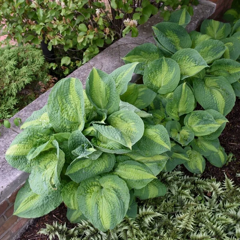 Hosta Brother Stefan Live Plant – 5.25 inch Pot – Well Rooted Perennial Shade Plant Hosta Brother Stefan Live Plant – 5.25 inch Pot – Well Rooted Perennial Shade Plant - Image 2