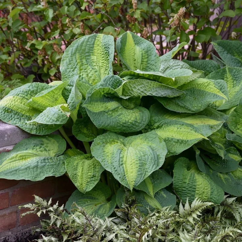 Hosta Brother Stefan Live Plant – 5.25 inch Pot – Well Rooted Perennial Shade Plant Hosta Brother Stefan Live Plant – 5.25 inch Pot – Well Rooted Perennial Shade Plant - Image 3
