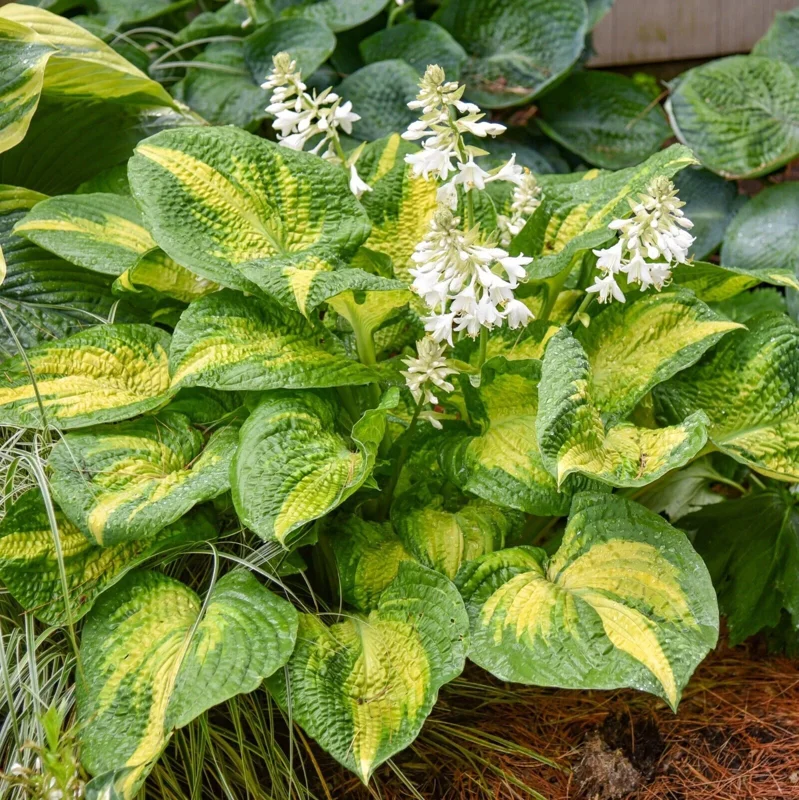 Hosta Brother Stefan Live Plant – 5.25 inch Pot – Well Rooted Perennial Shade Plant Hosta Brother Stefan Live Plant – 5.25 inch Pot – Well Rooted Perennial Shade Plant - Image 5