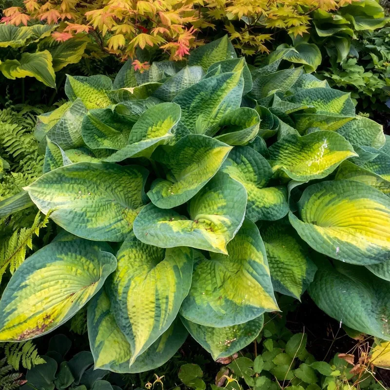 Hosta Brother Stefan Live Plant – 5.25 inch Pot – Well Rooted Perennial Shade Plant Hosta Brother Stefan Live Plant – 5.25 inch Pot – Well Rooted Perennial Shade Plant - Image 1