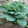 Hosta Brutus Live Plant – 5.25" Pot – Large Perennial Shade Plant for Gardens - Image 1