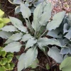 Hosta Buttonwood Bay Live Plant – Perennial Shade Plant – 5.25" Pot - Image 1