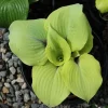 Hosta 'Calm Before the Storm' Live Plant – 5.25 Inch Pot – Perennial Shade Hosta 'Calm Before the Storm' Live Plant – 5.25 Inch Pot – Perennial Shade - Image 1