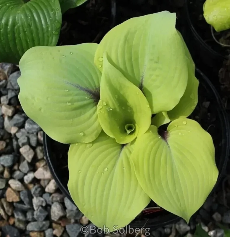 Hosta 'Calm Before the Storm' Live Plant – 5.25 Inch Pot – Perennial Shade Hosta 'Calm Before the Storm' Live Plant – 5.25 Inch Pot – Perennial Shade - Image 1