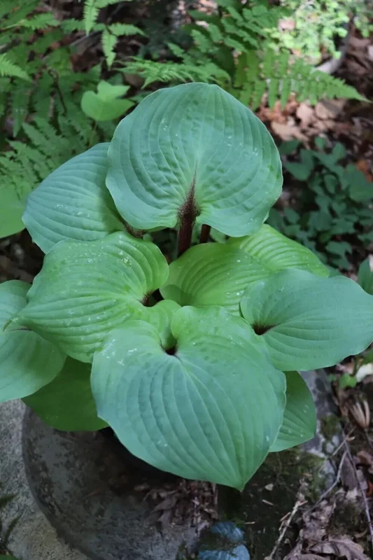 Hosta 'Calm Before the Storm' Live Plant – 5.25 Inch Pot – Perennial Shade Hosta 'Calm Before the Storm' Live Plant – 5.25 Inch Pot – Perennial Shade - Image 2