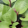 Hosta 'Cherry Cheesecake' Live Plant – Perennial Shade Plant – 5.25" Pot - Image 1