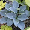 Hosta Chicago Blues Live Plant – 5.25" Pot – Well Rooted Perennial Shade Plant Hosta Chicago Blues Live Plant – 5.25" Pot – Well Rooted Perennial Shade Plant - Image 1