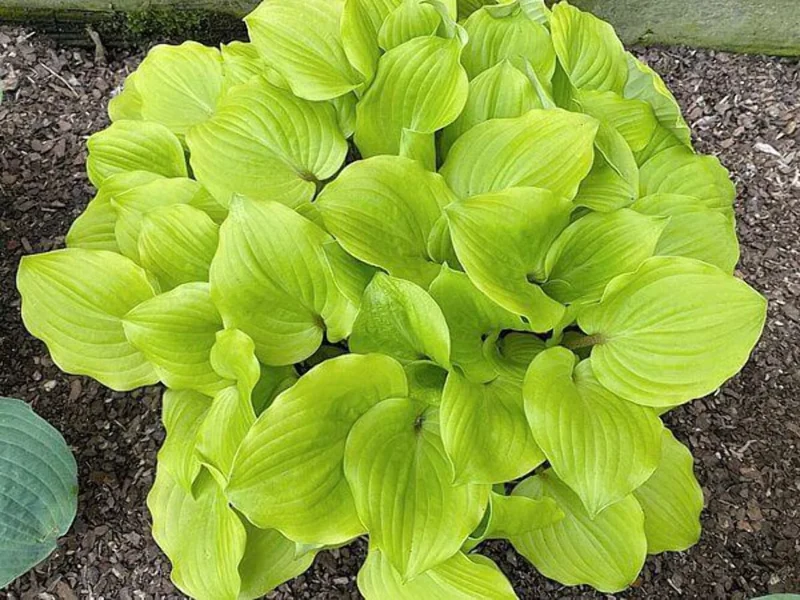 Hosta Crumb Cake Live Plant – 5.25" Pot – Well-Rooted Perennial Shade Plant Hosta Crumb Cake Live Plant – 5.25" Pot – Well-Rooted Perennial Shade Plant - Image 2