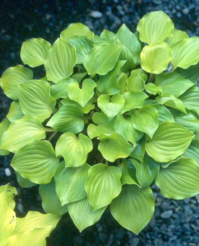 Hosta Crumb Cake Live Plant – 5.25" Pot – Well-Rooted Perennial Shade Plant Hosta Crumb Cake Live Plant – 5.25" Pot – Well-Rooted Perennial Shade Plant - Image 3