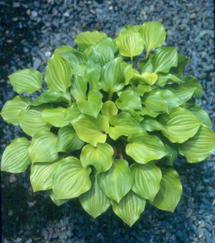 Hosta Crumb Cake Live Plant – 5.25" Pot – Well-Rooted Perennial Shade Plant Hosta Crumb Cake Live Plant – 5.25" Pot – Well-Rooted Perennial Shade Plant - Image 4