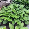 Hosta Crumb Cake Live Plant – 5.25" Pot – Well-Rooted Perennial Shade Plant - Image 1