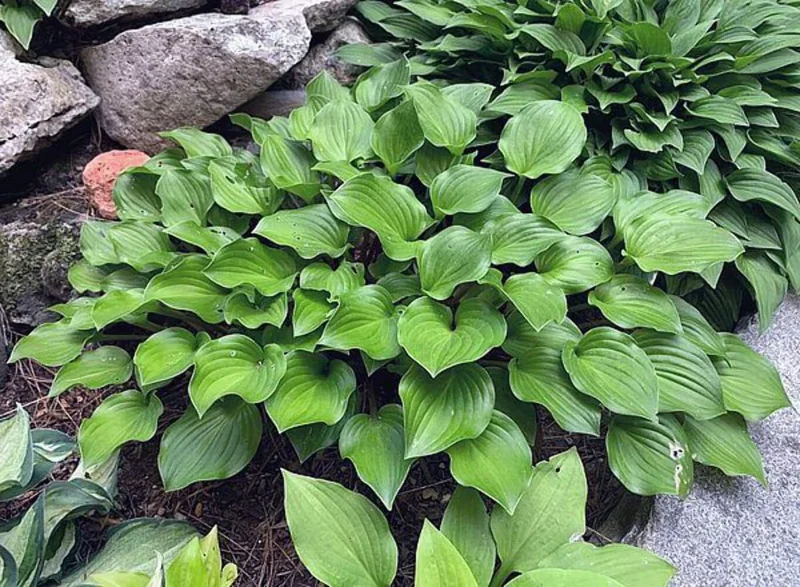 Hosta Crumb Cake Live Plant – 5.25" Pot – Well-Rooted Perennial Shade Plant Hosta Crumb Cake Live Plant – 5.25" Pot – Well-Rooted Perennial Shade Plant - Image 1