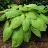 Hosta Dahlonega Live Plant – Perennial Shade Plant – 5.25" Pot – Outdoor - Image 1