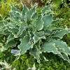 Hosta Dancing in the Moonlight Live Plant – 5.25" Pot Perennial Shade Plant - Image 1