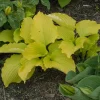 Hosta Dancing Queen Live Plant - 5.25" Pot - Perennial Shade Hosta Dancing Queen Live Plant - 5.25" Pot - Perennial Shade - Image 1