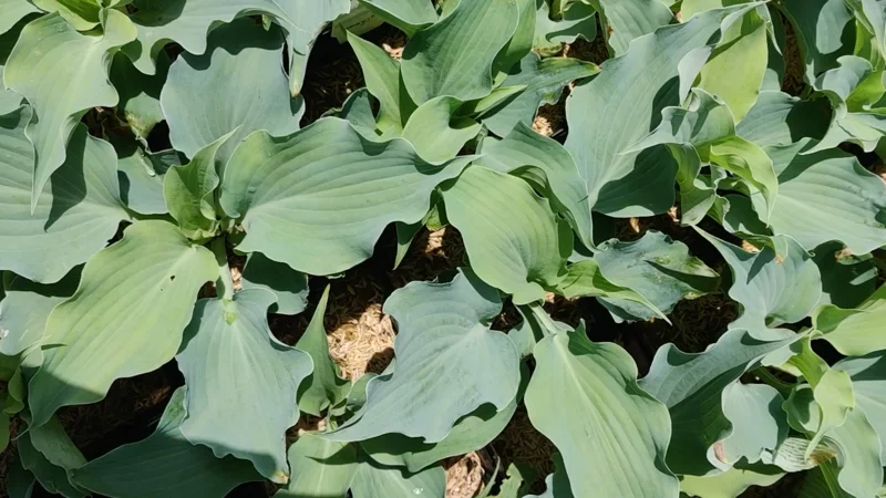 Hosta Dancing with Dragons Live Plant – 5.25" Pot Perennial Shade Hosta Dancing with Dragons Live Plant – 5.25" Pot Perennial Shade - Image 2