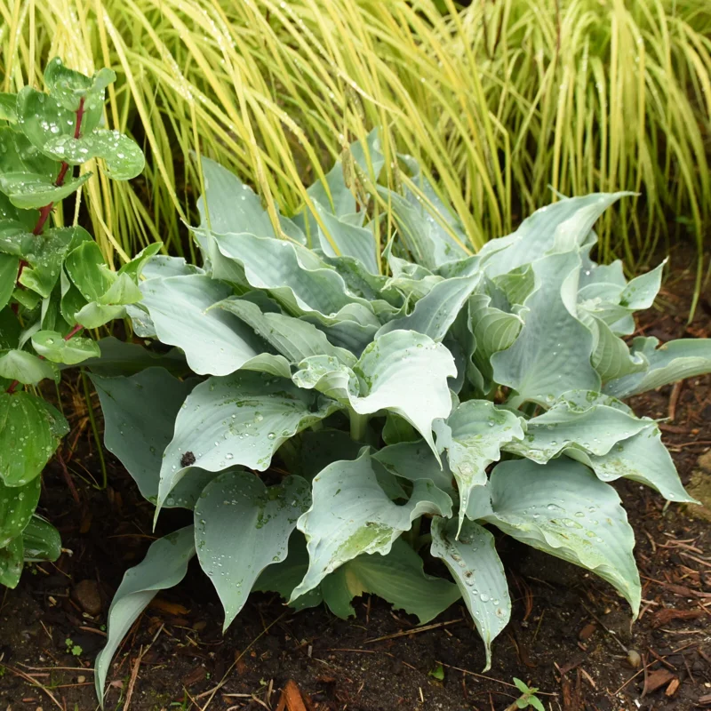 Hosta Dancing with Dragons Live Plant – 5.25" Pot Perennial Shade Hosta Dancing with Dragons Live Plant – 5.25" Pot Perennial Shade - Image 3