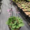 Hosta Dark Side of the Moon Live Plant – 5.25" Pot – Perennial Shade Hosta Dark Side of the Moon Live Plant – 5.25" Pot – Perennial Shade - Image 1