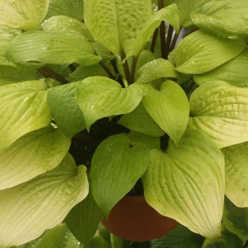 Hosta 'Designer Genes' Live Plant – 5.25" Pot – Red Stems – Perennial Shade Hosta 'Designer Genes' Live Plant – 5.25" Pot – Red Stems – Perennial Shade - Image 2