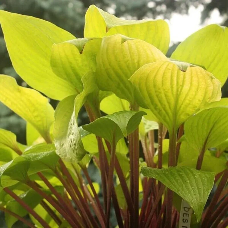 Hosta 'Designer Genes' Live Plant – 5.25" Pot – Red Stems – Perennial Shade Hosta 'Designer Genes' Live Plant – 5.25" Pot – Red Stems – Perennial Shade - Image 3