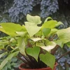 Hosta 'Designer Genes' Live Plant – 5.25" Pot – Red Stems – Perennial Shade Hosta 'Designer Genes' Live Plant – 5.25" Pot – Red Stems – Perennial Shade - Image 1