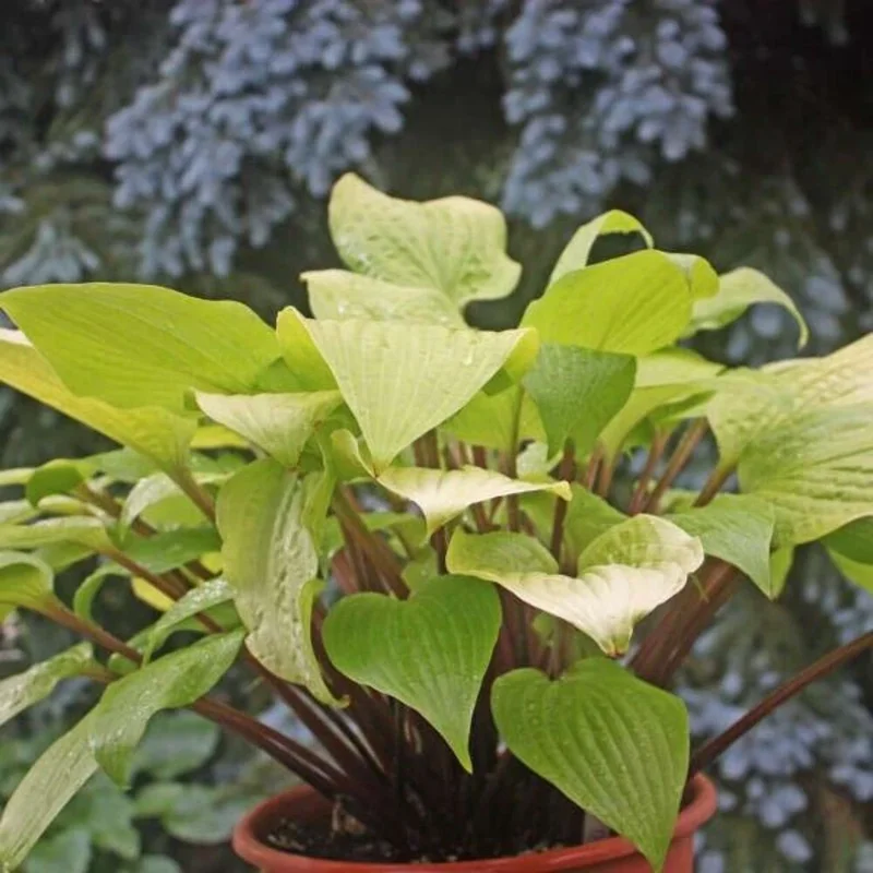 Hosta 'Designer Genes' Live Plant – 5.25" Pot – Red Stems – Perennial Shade Hosta 'Designer Genes' Live Plant – 5.25" Pot – Red Stems – Perennial Shade - Image 1