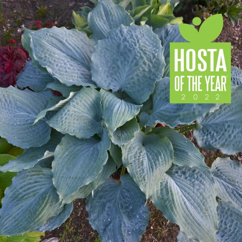 Hosta Diamond Lake Live Plant – 5.25" Pot – Perennial Hosta – Outdoor Shade Plant Hosta Diamond Lake Live Plant – 5.25" Pot – Perennial Hosta – Outdoor Shade Plant - Image 1