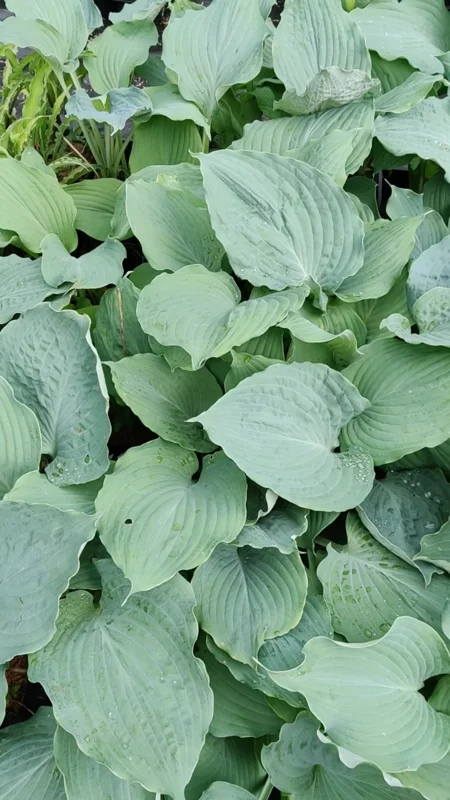 Hosta Diamond Lake Live Plant – 5.25" Pot – Perennial Hosta – Outdoor Shade Plant Hosta Diamond Lake Live Plant – 5.25" Pot – Perennial Hosta – Outdoor Shade Plant - Image 2
