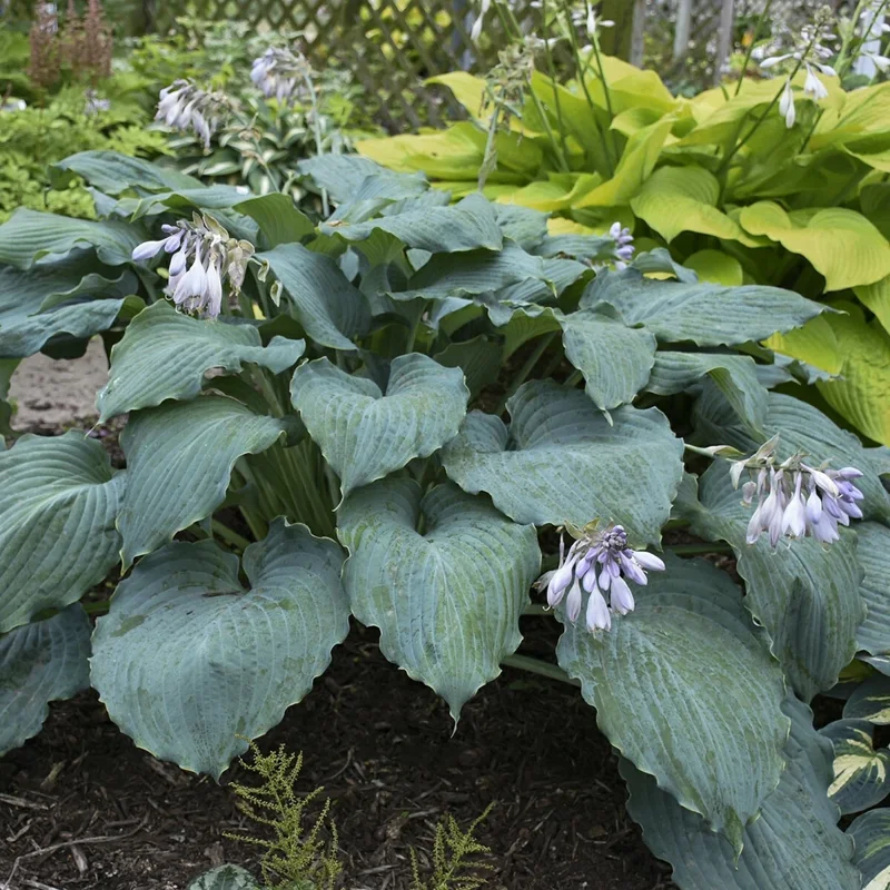 Hosta Diamond Lake Live Plant – 5.25" Pot – Perennial Hosta – Outdoor Shade Plant Hosta Diamond Lake Live Plant – 5.25" Pot – Perennial Hosta – Outdoor Shade Plant - Image 4