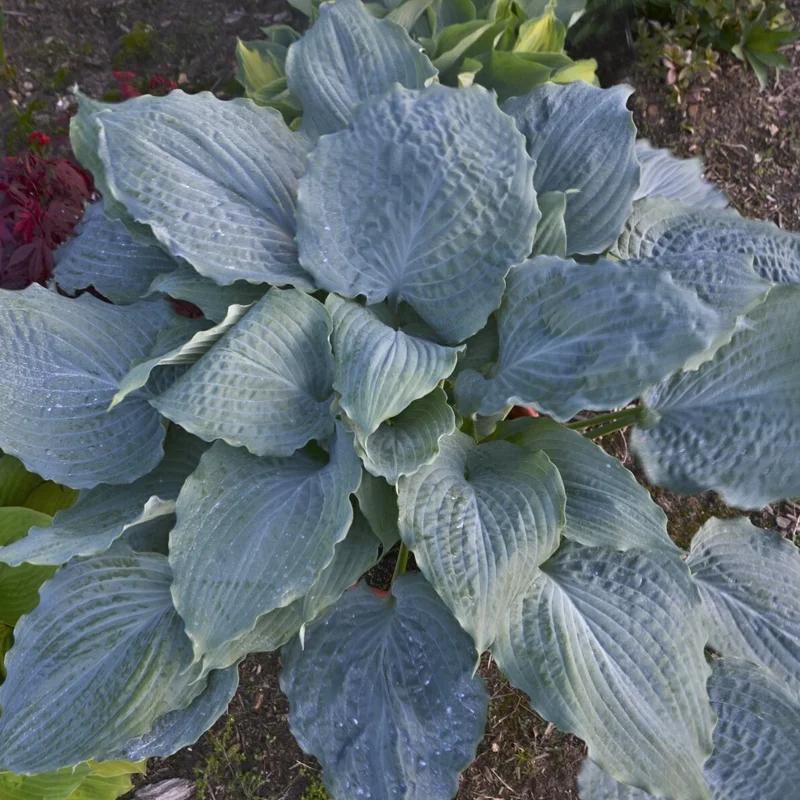 Hosta Diamond Lake Live Plant – 5.25" Pot – Perennial Hosta – Outdoor Shade Plant Hosta Diamond Lake Live Plant – 5.25" Pot – Perennial Hosta – Outdoor Shade Plant - Image 6