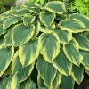 Hosta Drop Dead Gorgeous Live Plant – Perennial Shade Plant in 5.25" Pot - Image 1