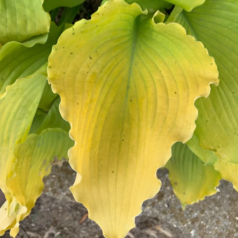 Hosta Echo the Sun Live Plant – 5.25" Pot Perennial Shade Hosta Echo the Sun Live Plant – 5.25" Pot Perennial Shade - Image 2