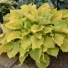 Hosta Echo the Sun Live Plant – 5.25" Pot Perennial Shade - Image 1