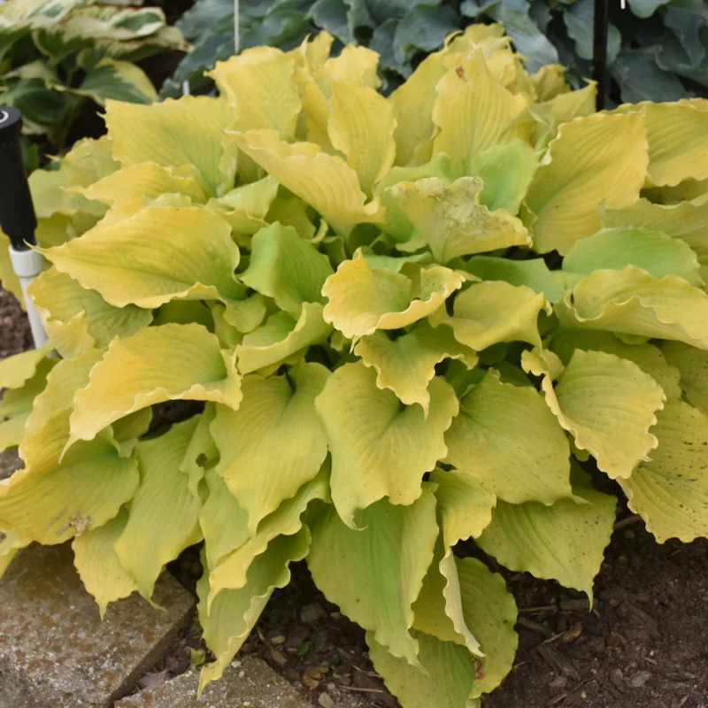 Hosta Echo the Sun Live Plant – 5.25" Pot Perennial Shade Hosta Echo the Sun Live Plant – 5.25" Pot Perennial Shade - Image 1