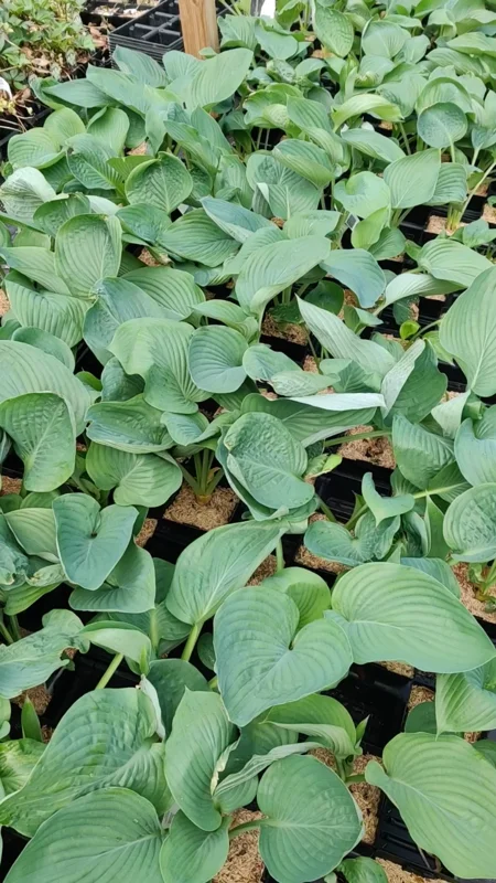 Hosta Empress Wu Live Plant - 5.25" Pot - Giant Shade Perennial Hosta Empress Wu Live Plant - 5.25" Pot - Giant Shade Perennial - Image 2