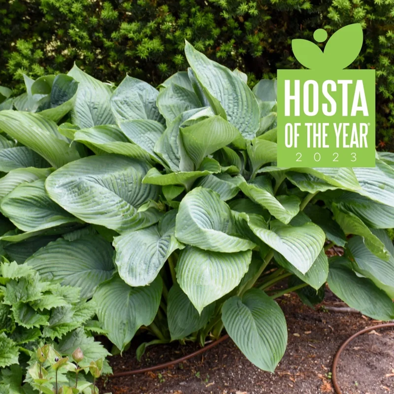 Hosta Empress Wu Live Plant - 5.25" Pot - Giant Shade Perennial Hosta Empress Wu Live Plant - 5.25" Pot - Giant Shade Perennial - Image 1