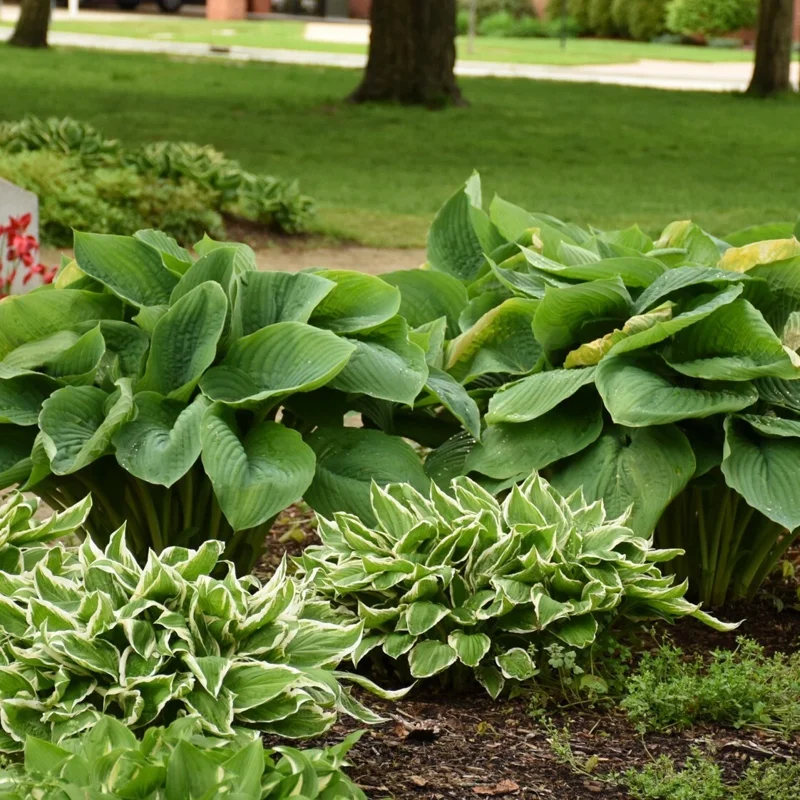 Hosta Empress Wu Live Plant - 5.25" Pot - Giant Shade Perennial Hosta Empress Wu Live Plant - 5.25" Pot - Giant Shade Perennial - Image 3