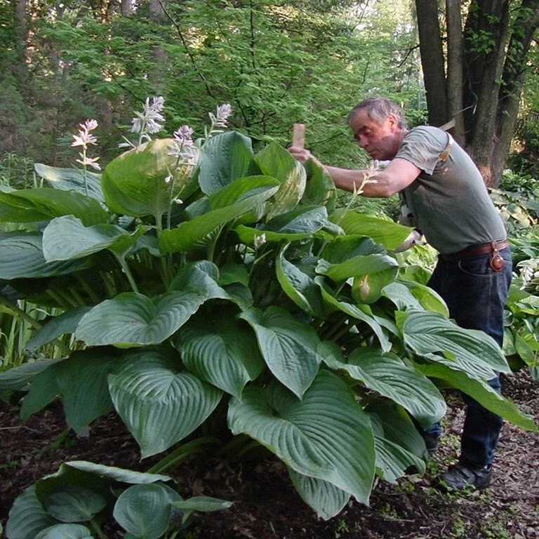 Hosta Empress Wu Live Plant - 5.25" Pot - Giant Shade Perennial Hosta Empress Wu Live Plant - 5.25" Pot - Giant Shade Perennial - Image 4