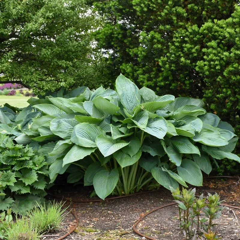Hosta Empress Wu Live Plant - 5.25" Pot - Giant Shade Perennial Hosta Empress Wu Live Plant - 5.25" Pot - Giant Shade Perennial - Image 5
