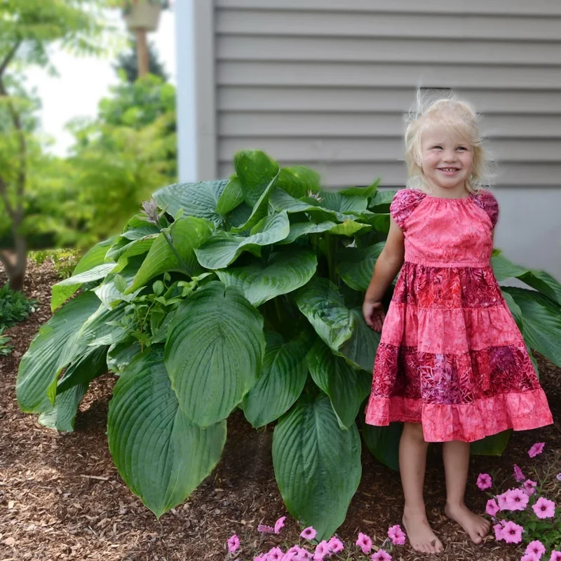 Hosta Empress Wu Live Plant - 5.25" Pot - Giant Shade Perennial Hosta Empress Wu Live Plant - 5.25" Pot - Giant Shade Perennial - Image 6