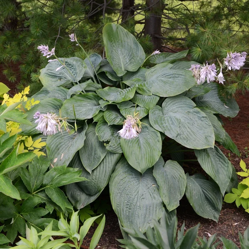 Hosta Empress Wu Live Plant - 5.25" Pot - Giant Shade Perennial Hosta Empress Wu Live Plant - 5.25" Pot - Giant Shade Perennial - Image 7