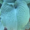 Hosta Epic Blue Wave Live Plant – 5.25" Pot Perennial Shade Plant - Image 1