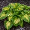 Hosta Etched Glass Perennial Live Plant – 5.25" Pot, Well Rooted Hosta Etched Glass Perennial Live Plant – 5.25" Pot, Well Rooted - Image 1