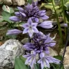 Hosta Evening Blush Live Plant – 3" Pot – Well Rooted Perennial for Shade - Image 1