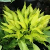 Hosta Fairy Dust Live Plant – 5.25" Pot Perennial Shade Plant Hosta Fairy Dust Live Plant – 5.25" Pot Perennial Shade Plant - Image 1