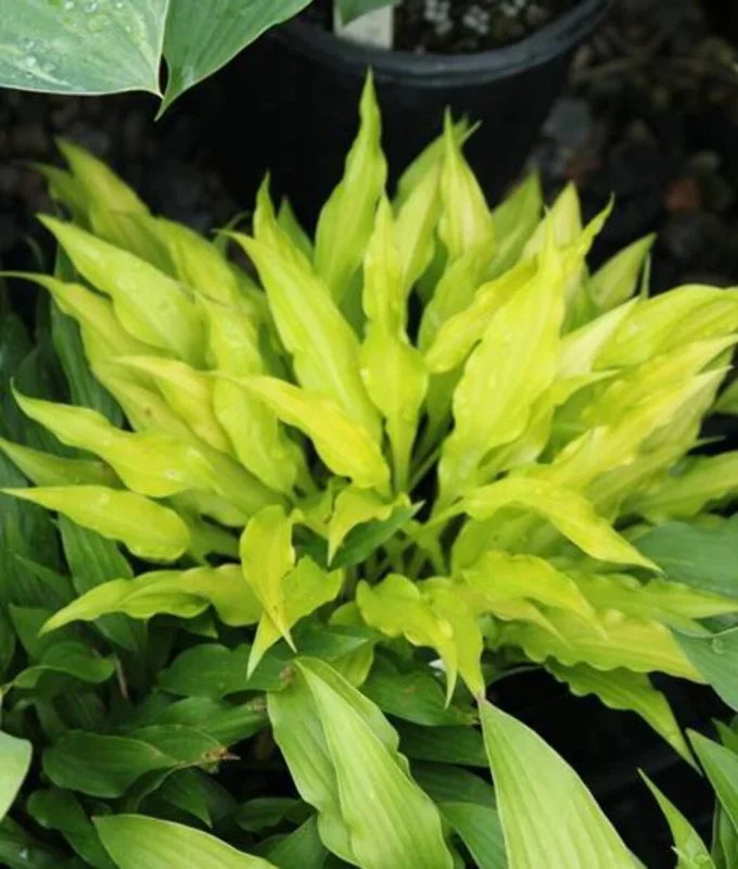 Hosta Fairy Dust Live Plant – 5.25" Pot Perennial Shade Plant Hosta Fairy Dust Live Plant – 5.25" Pot Perennial Shade Plant - Image 1