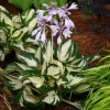 Hosta Fire and Ice Live Plant – 5.25" Pot – Well Rooted Perennial Shade Plant - Image 1