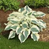 Hosta Firn Line Live Plant – Perennial Shade Lover – 5.25 inch Pot Hosta Firn Line Live Plant – Perennial Shade Lover – 5.25 inch Pot - Image 1