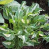 Hosta Foxfire Viper Live Plant – Perennial Shade Plant – 5.25 inch Pot - Image 1